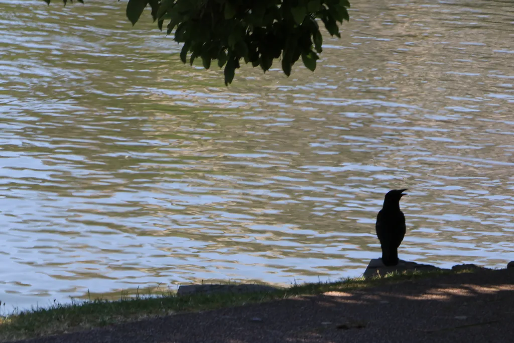 strasbourg, the birds, stras corbeau