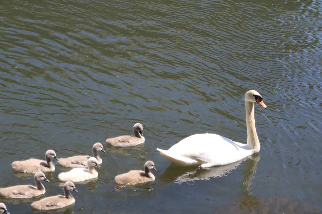strasbourg, the birds, stras cygnes